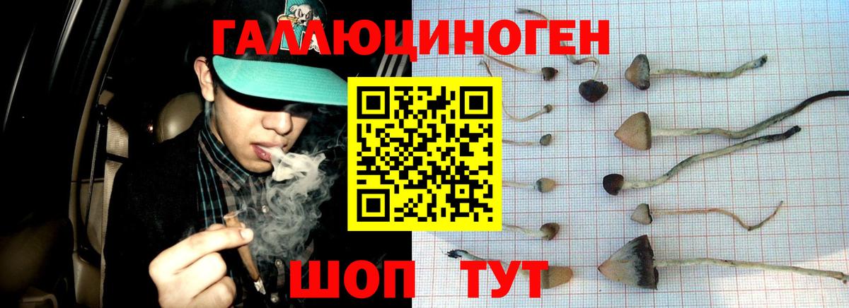 Выкса  Галлюциногенные грибы Cubensis  Вход с VPN 